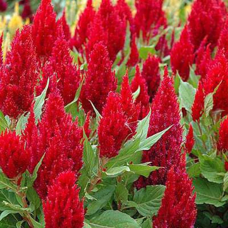 Paudha Celosia Red Seed  (51 per packet)