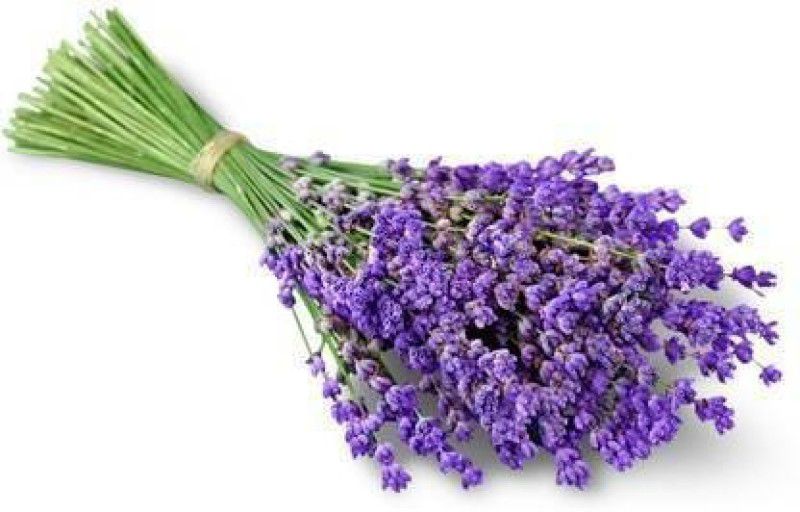 Paudha Lavender Seed  (30 per packet)