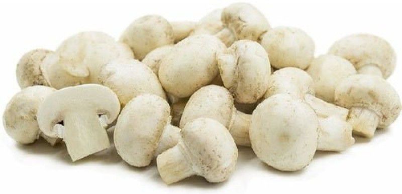 XOLDA Mushroom Seed  (15 per packet)