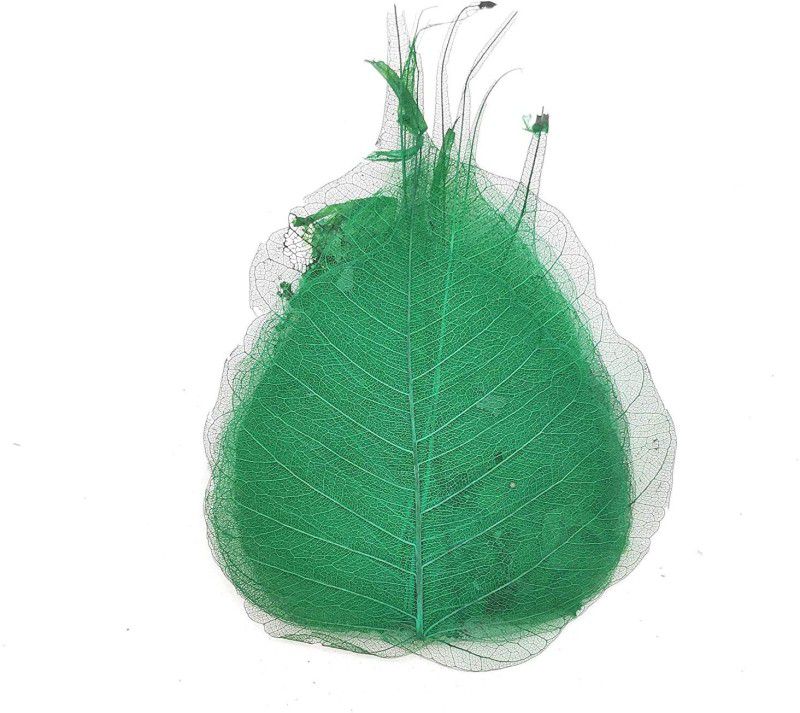 Aadya Crafts Skeleton Leaves Green Theme, Scrapbook Kit  (DIY)