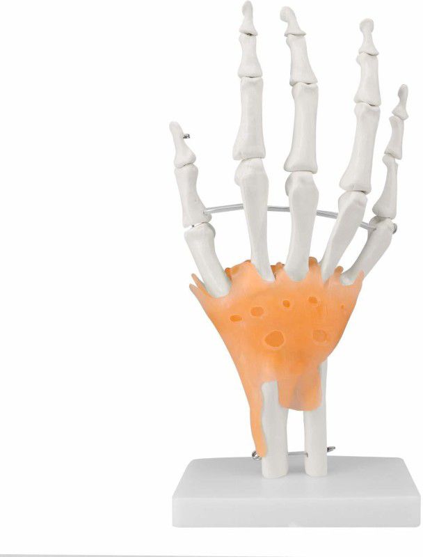 BEXCO Hand and Wrist Anatomcally correct model Anatomical Body Model  (Fibre)