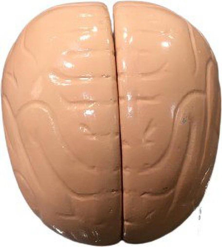 WE CARE PSW PRODUCTION Human Brain Anatomical Body Model  (Human Brain)