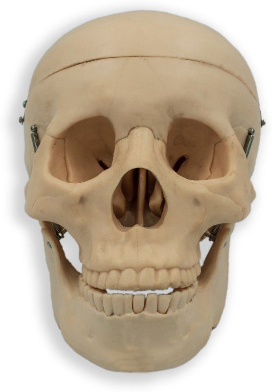 Lexbax Human Skull Model Anatomical Body Model  (Human Autonomy Model)