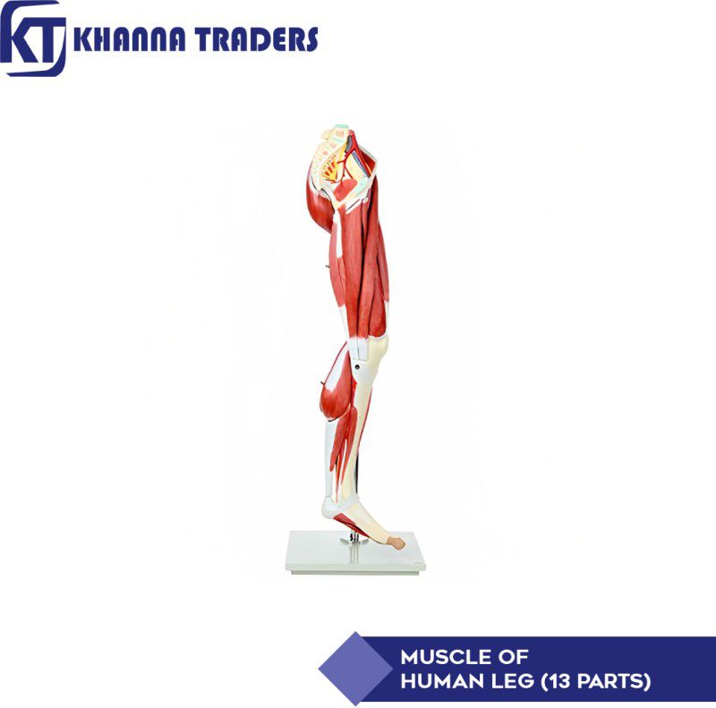 KHANNA TRADERS HUMAN LEG MUSCLES ANATOMICAL MODEL Anatomical Body Model  (ANATOMICAL)