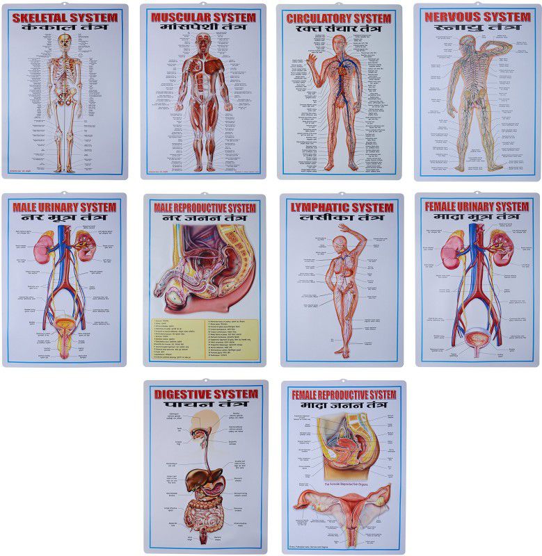 Parshv Part-3 Human Physiology 3D Embossed Charts [Set of 10] Specially for Biological students & Doctors size 43x30cm long Pocket Chart  (Mullti Color)