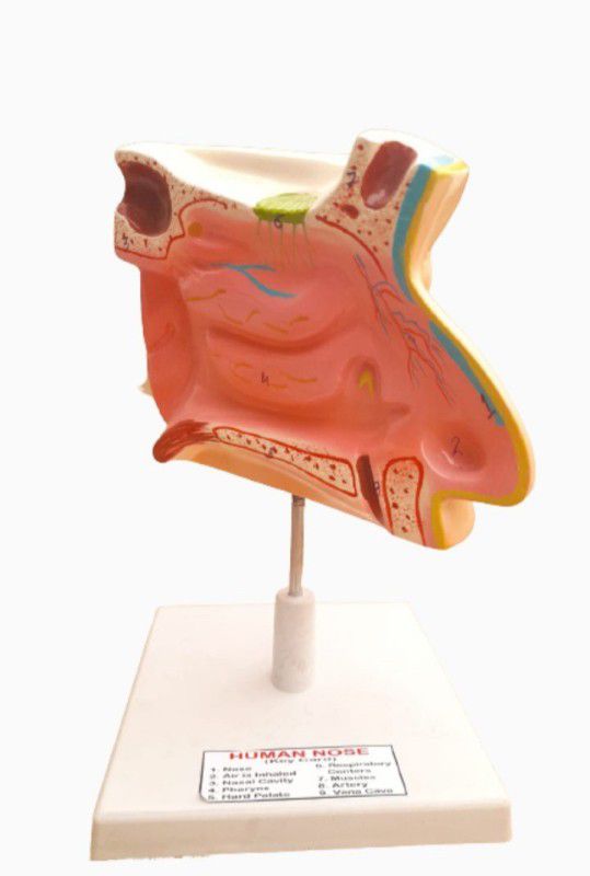 PRIME BAKER LIFE SIZE HUAMN NOSE MODEL ON BOARD Anatomical Body Model  (LIFE SIZE FIBER MODEL ANATOMY NOSE ON BOARD)