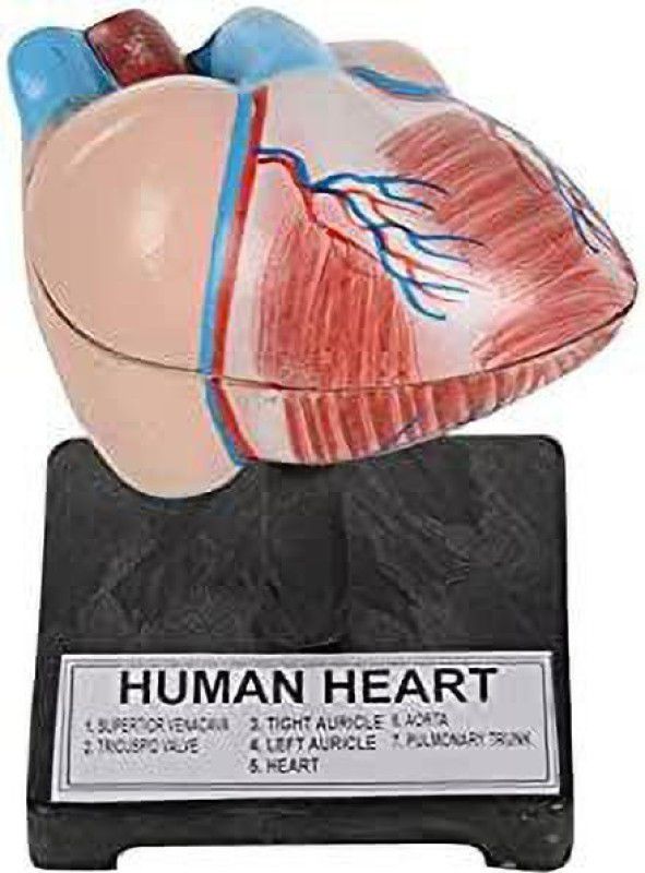 PRIME BAKER TFL HUMAN HEART MODEL ON STAND WITH DETAILS Anatomical Body Model  (ANATOMICAL MODEL ON STAND)
