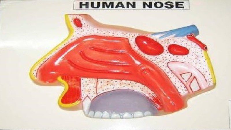 PRIME BAKER TFLHMNOB Anatomical Body Model  (ON BOARD HUMAN NOSE MODEL)