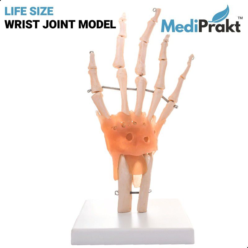 MediPrakt | LIFE SIZE WRIST JOINT MODEL | With Flexible Ligaments | For Orthopedic Use | Anatomical Body Model  (HAND JOINT MODEL)