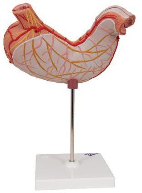 PRIME BAKER TFL STOMACH MODEL ON STAND 0001 Anatomical Body Model  (ANATOMICAL)