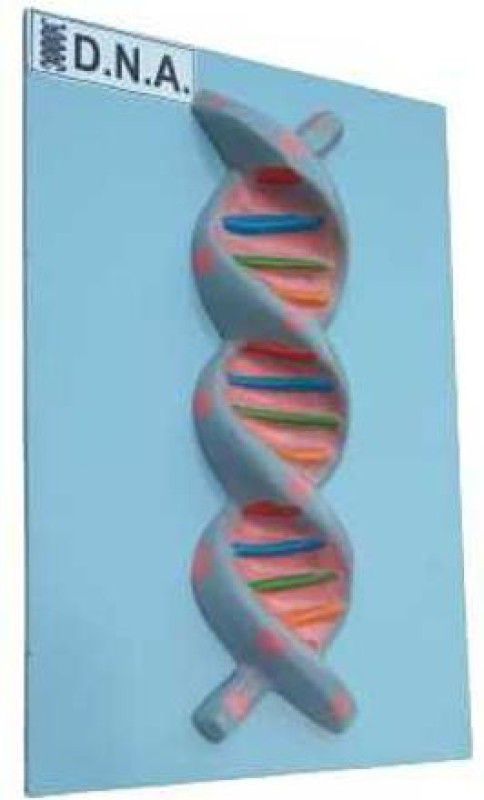 PRIME BAKER HUMAN DNA MODEL ON BOARD Anatomical Body Model  (DNA ON WOODEN BOARD)