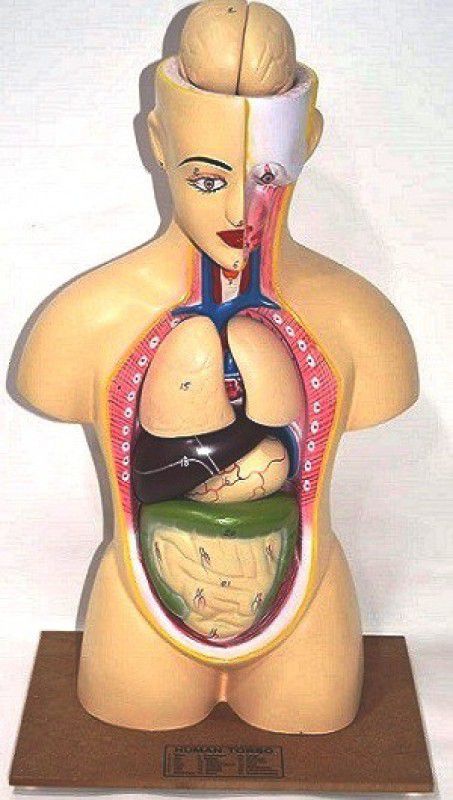 B NR EXPORTS Bnr Torso Mini Anatomical Body Model  (Educational)