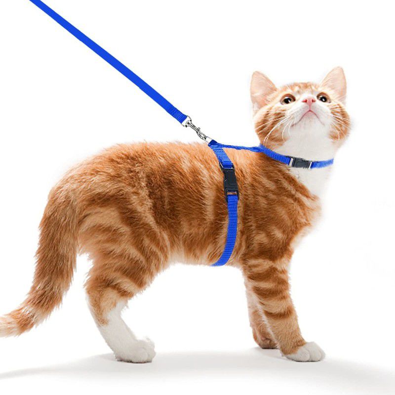 Futurekart Cat Collar & Chain  (Small, Blue)