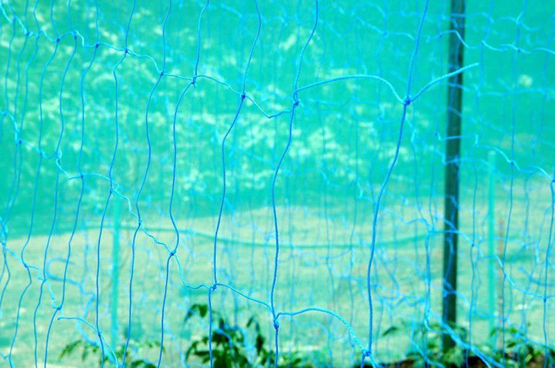 WNE Jaliwale Plant Climbing net & Plant Trellis Netting Creeper Net - 5feet x 15feet Hiking Net  (Blue)