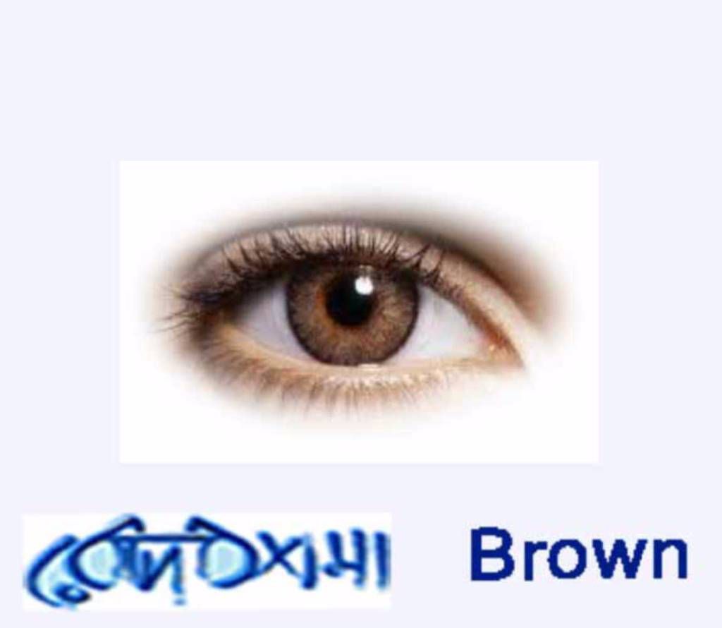 Freshlook  Brown  Contact Lens