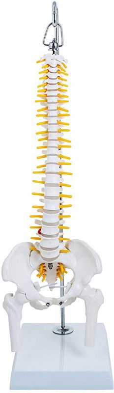 BEXCO Flexible Spinal Vertebral Column with Spinal Nerves and Femur Heads, Medical Anatomical Model, Perfect for Orthopedic, 45 cm  (White, Yellow)